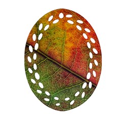 Fall Foliage Color Leaf Veins Ornament (oval Filigree) by Wegoenart