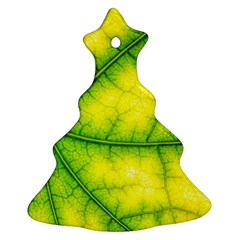 Photosynthesis Leaf Green Structure Ornament (christmas Tree)  by Wegoenart