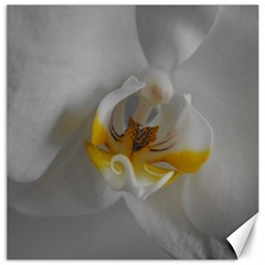 Orchidée Blanche Fleur Canvas 16  X 16  by kcreatif