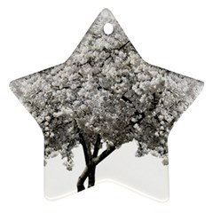 Nature Tree Blossom Bloom Cherry Ornament (star)