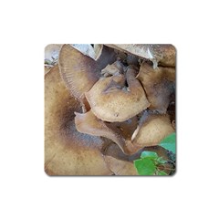 Close Up Mushroom Abstract Square Magnet