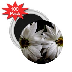 Daisies 2 25  Magnets (100 Pack)  by bestdesignintheworld