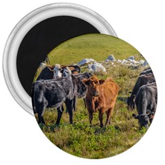 Cows At Countryside, Maldonado Department, Uruguay 3  Magnets by dflcprints