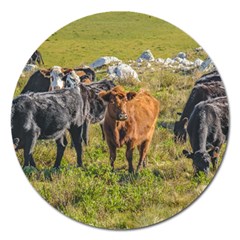 Cows At Countryside, Maldonado Department, Uruguay Magnet 5  (round) by dflcprints