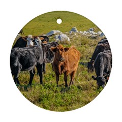 Cows At Countryside, Maldonado Department, Uruguay Round Ornament (two Sides) by dflcprints
