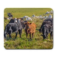 Cows At Countryside, Maldonado Department, Uruguay Large Mousepads by dflcprints
