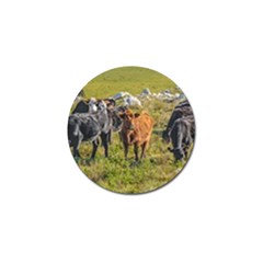 Cows At Countryside, Maldonado Department, Uruguay Golf Ball Marker (4 Pack) by dflcprints