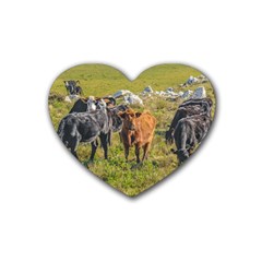 Cows At Countryside, Maldonado Department, Uruguay Rubber Coaster (heart)  by dflcprints