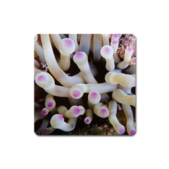 Sea Anemone Square Magnet by TheLazyPineapple