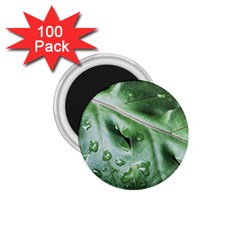 Green Wet Rain Water Drops Plant 1 75  Magnets (100 Pack)  by Vaneshart