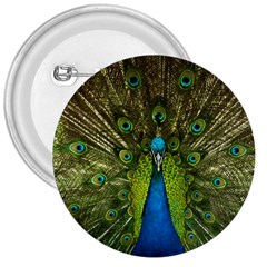 Peacock Feathers Bird Nature 3  Buttons