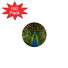 Peacock Feathers Bird Nature 1  Mini Buttons (100 pack) 