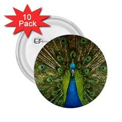 Peacock Feathers Bird Nature 2.25  Buttons (10 pack) 