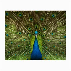Peacock Feathers Bird Nature Small Glasses Cloth by Vaneshart