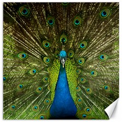 Peacock Feathers Bird Nature Canvas 16  x 16 