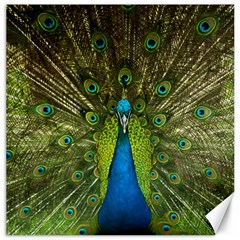 Peacock Feathers Bird Nature Canvas 20  x 20 