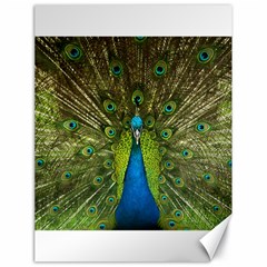 Peacock Feathers Bird Nature Canvas 18  X 24  by Vaneshart
