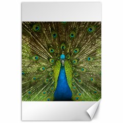 Peacock Feathers Bird Nature Canvas 24  x 36 