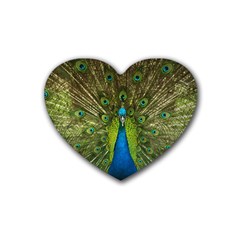 Peacock Feathers Bird Nature Heart Coaster (4 pack) 