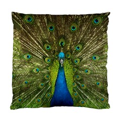 Peacock Feathers Bird Nature Standard Cushion Case (One Side)