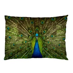 Peacock Feathers Bird Nature Pillow Case