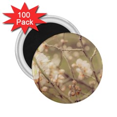 Sakura Flowers, Imperial Palace Park, Tokyo, Japan 2 25  Magnets (100 Pack)  by dflcprintsclothing