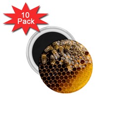 Honeycomb With Bees 1 75  Magnets (10 Pack) 