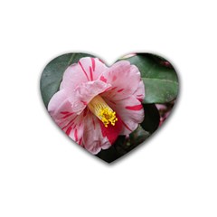 Striped Pink Camellia Ii Heart Coaster (4 Pack)  by okhismakingart