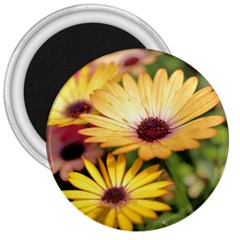 Yellow Flowers 3  Magnets