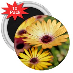 Yellow Flowers 3  Magnets (10 pack) 