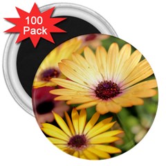 Yellow Flowers 3  Magnets (100 pack)