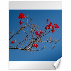 Santa Rita Flower Photo001 Canvas 12  X 16  by dflcprintsclothing