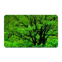 Big Trees, El Leoncito National Park, San Juan, Argentina Magnet (rectangular) by dflcprintsclothing