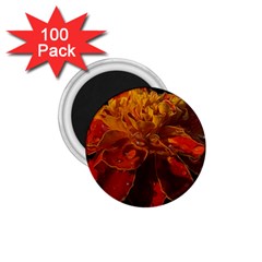 Marigold On Black 1 75  Magnets (100 Pack)  by MichaelMoriartyPhotography