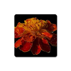 Marigold On Black Square Magnet by MichaelMoriartyPhotography