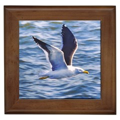 Seagull Flying Over Sea, Montevideo, Uruguay Framed Tile by dflcprintsclothing