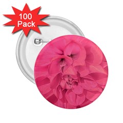 Beauty Pink Rose Detail Photo 2 25  Buttons (100 Pack) 