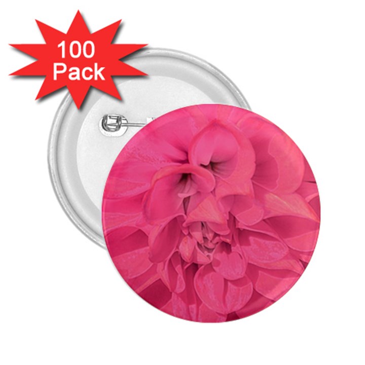 Beauty Pink Rose Detail Photo 2.25  Buttons (100 pack) 