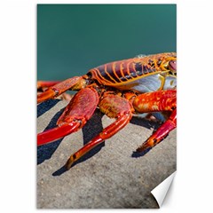 Colored Crab, Galapagos Island, Ecuador Canvas 12  X 18  by dflcprintsclothing