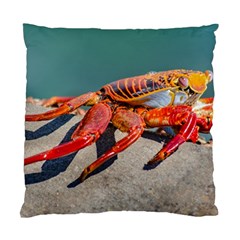 Colored Crab, Galapagos Island, Ecuador Standard Cushion Case (two Sides) by dflcprintsclothing