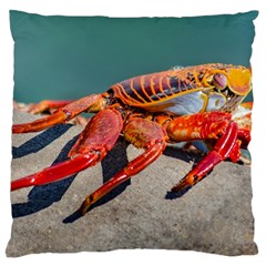 Colored Crab, Galapagos Island, Ecuador Large Cushion Case (two Sides) by dflcprintsclothing