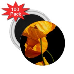 Yellow Poppies 2 25  Magnets (100 Pack)  by Audy