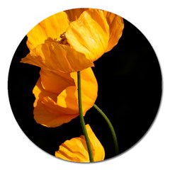 Yellow Poppies Magnet 5  (round) by Audy