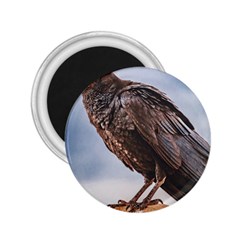 Black Crow Standing At Rock 2 25  Magnets by dflcprintsclothing