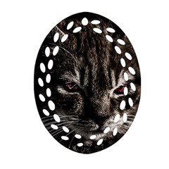 Creepy Kitten Portrait Photo Illustration Ornament (Oval Filigree)