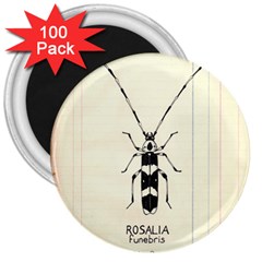 Banded Alder Borer  3  Magnets (100 Pack) by Limerence