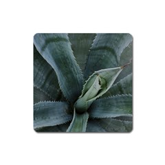 The Agave Heart Under The Light Square Magnet by DimitriosArt