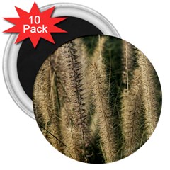 Fountain Grass Under The Sun 3  Magnets (10 Pack)  by DimitriosArt