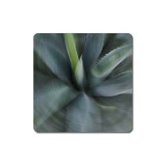 The Agave Heart In Motion Square Magnet by DimitriosArt