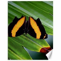 Butterfly  Canvas 12  X 16  by DimitriosArt